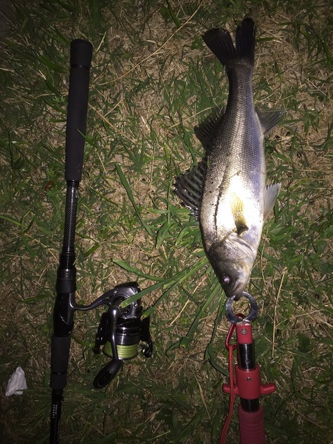 荒川シーバス40up