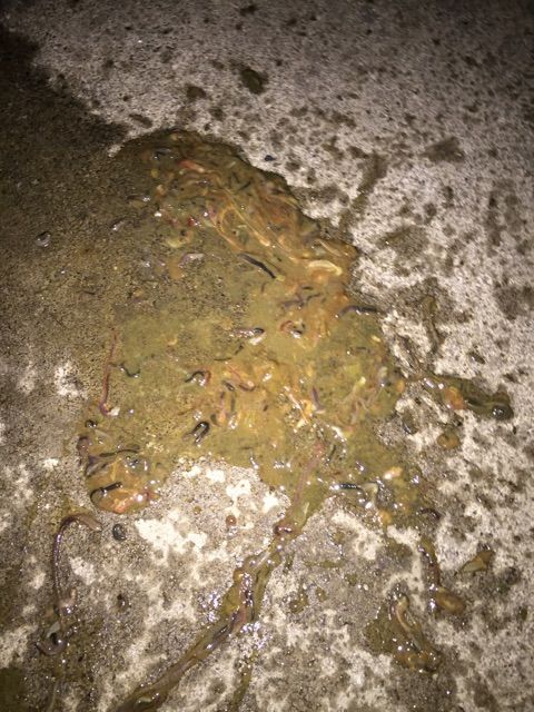 f:id:h_kagawa:20150224194645j:plain