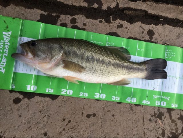 f:id:h_kagawa:20150102222150j:plain f:id:h_kagawa:20150102222150j:plain