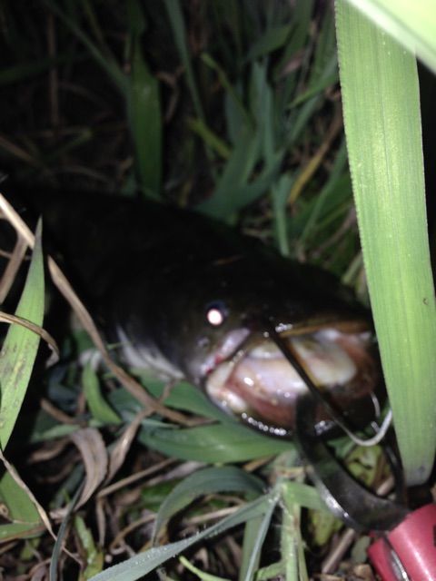 f:id:h_kagawa:20150226180315j:plain