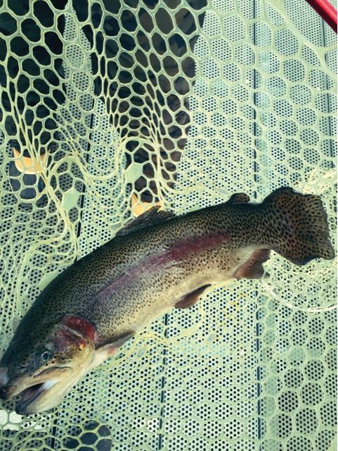 f:id:h_kagawa:20150128181644j:plain