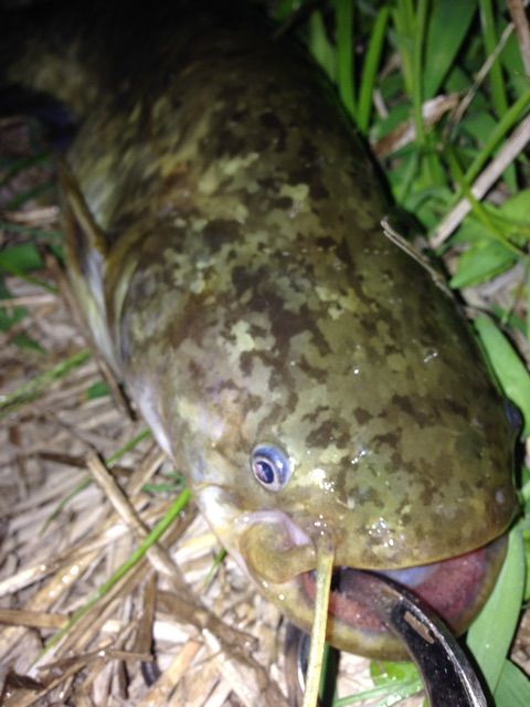 f:id:h_kagawa:20150226180542j:plain f:id:h_kagawa:20150226180542j:plain