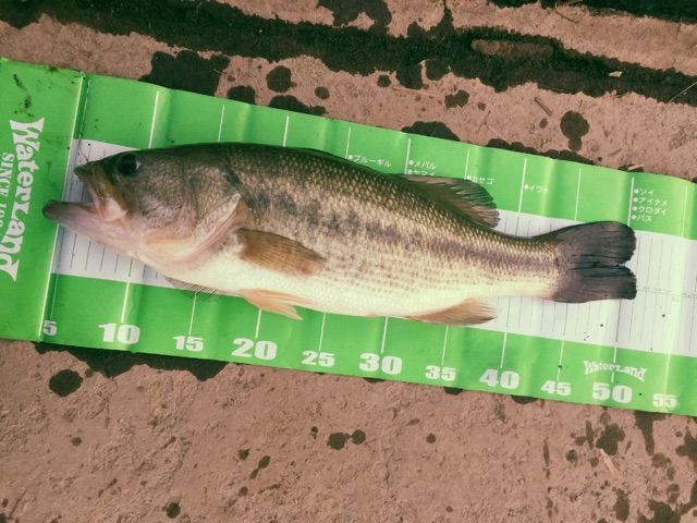 f:id:h_kagawa:20150102222049j:plain f:id:h_kagawa:20150102222049j:plain