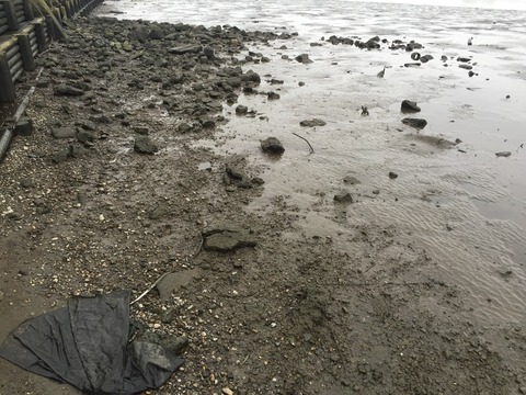 雨の合間にシーバスデイゲームと地形調査