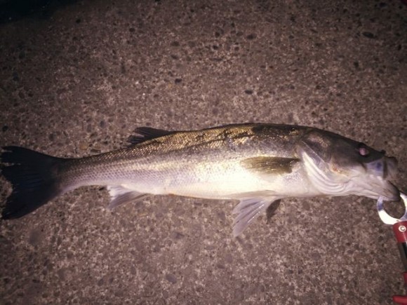 12月東京湾内房 陸っぱりでシーバスなど海の魚をいろいろ釣りたかった旅