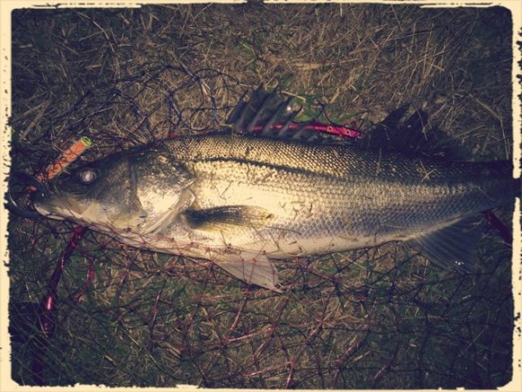 シーバスが釣れました(1週間ぶり5度目)
