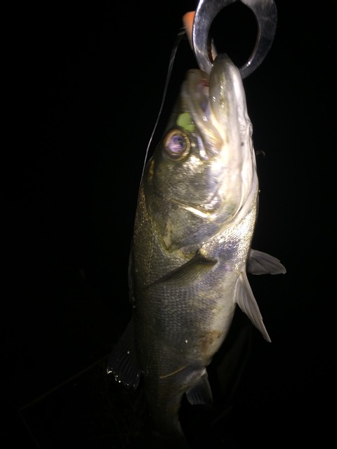 T3SVシーバスで入魂。釣れる魚を釣りに行くスタイル