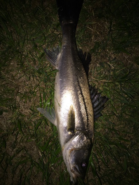 2015年荒川でシーバス春爆、思い出しレポート