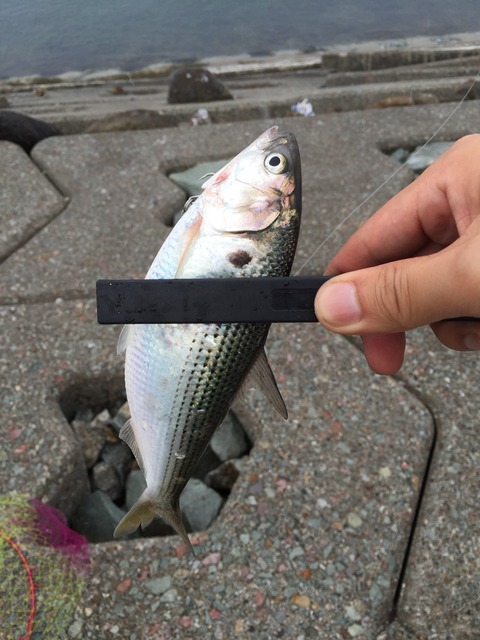 帰りの車窓から。佐渡の写真をお届けします