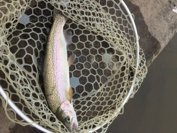 バベルなどペレット型スプーンのタテ釣りのアタリのとり方