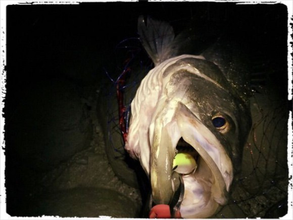 長潮ど干潮シーバス