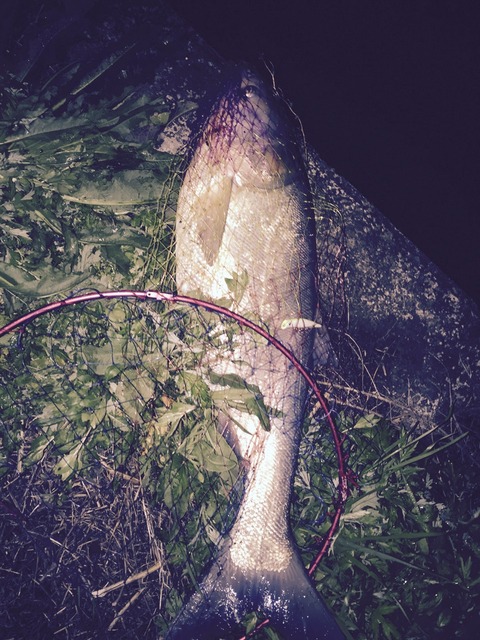 久しぶりの荒川シーバス!釣れたけど…