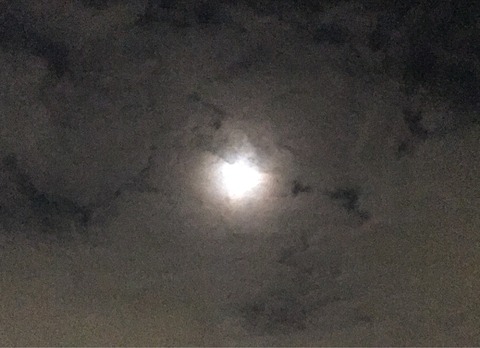 4月1発目の荒川シーバスの状況は