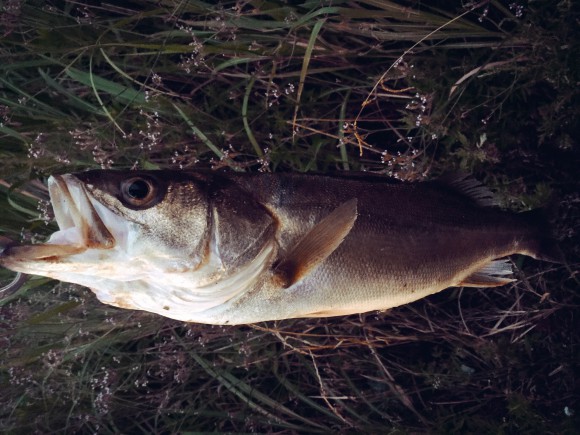 荒川デイシーバス。60ないのにすっげーひいた!!
