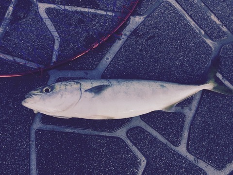 佐渡ヶ島釣行2日目 ついに本命イナダきた!けれどまさかの結末