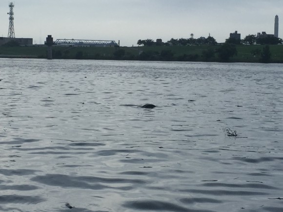 朝まずめからのデイシーバス