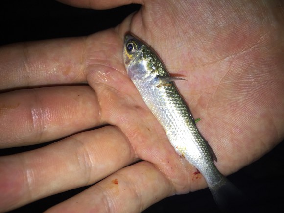 夜明け前のナイトシーバス!またしてもイナッコの群れに遭遇