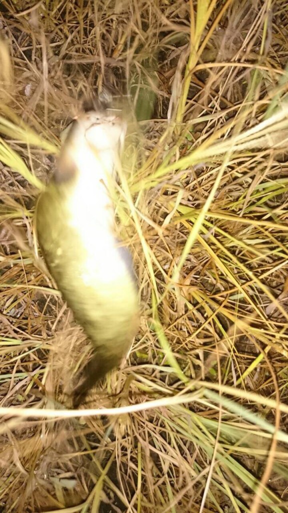 夏のナマズナイトゲーム後半戦!俺だけ...●●●