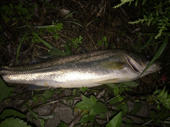 大雨後のカフェオレ荒川で1ヶ月ぶりのシーバス!