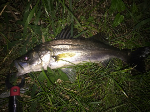 エリテンでボイル攻略&徒歩5キロランガン