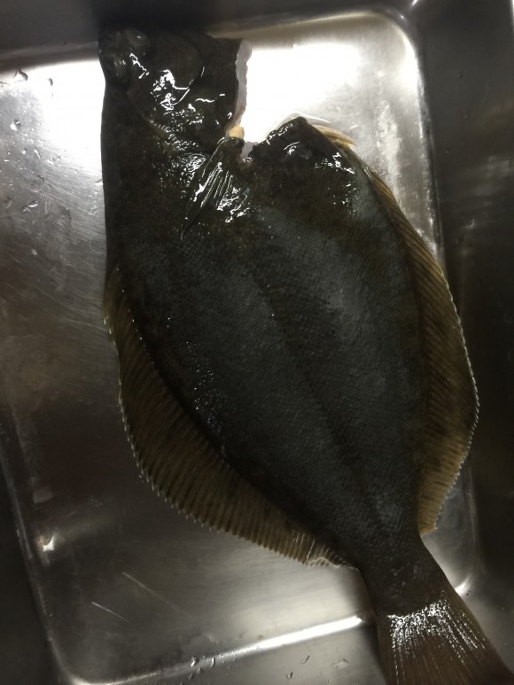 横浜産海産物を捌いて食う!カレイの捌き方などを書き残しておく。