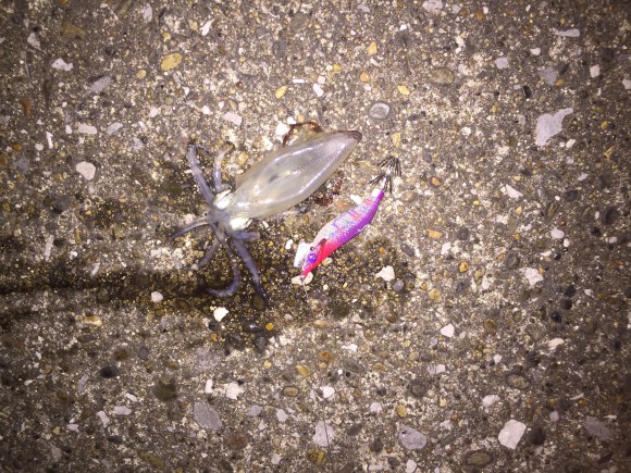 ポートタワーを望む千葉港でヒイカ100杯!(釣れたとは言ってない)