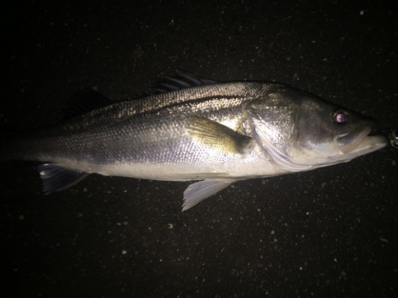 まだ釣れる。荒川中流域の12月居残りシーバス