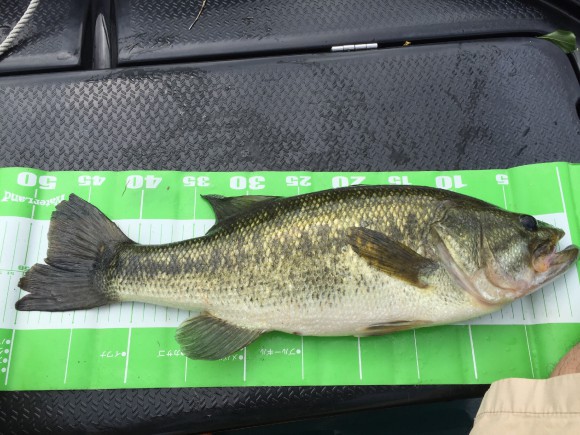 2015年下半期まとめ | 思い出フィッシュ