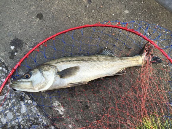 おかっぱりターゲット魚種別タモ・ネットの必要性について考えてみた