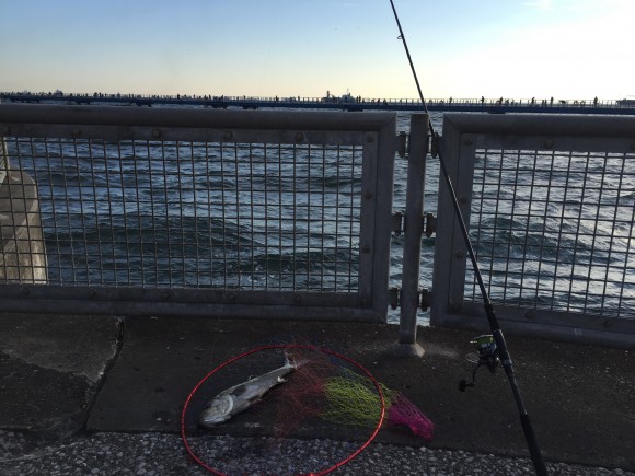 2月の横浜本牧海づり施設でシーバスが釣れた話