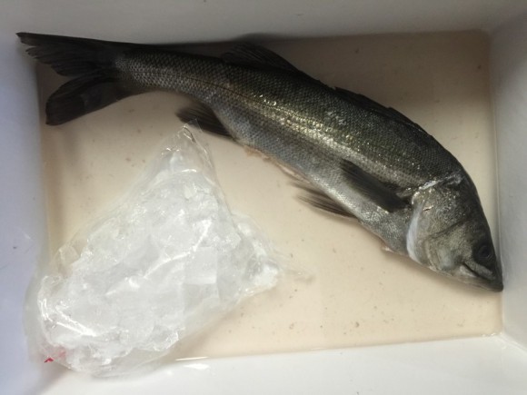 横浜産シーバスをムニエルにして食す