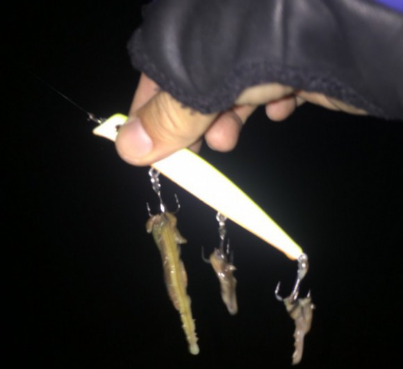 シーバスからの不意打ちを受ける(2016バチパターン開幕)