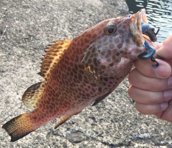 輪行で行く伊豆釣行-2日目01|朝マズメついに!ホテル前の磯~犬走堤防編