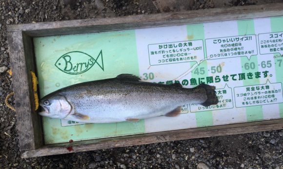 FPベリーズ迦葉山へ、大型ドナルドソントラウトを狙いに行ってきた