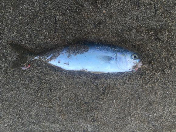 内房で小鯖が湧いているようです。朝マズメで入れ食い!