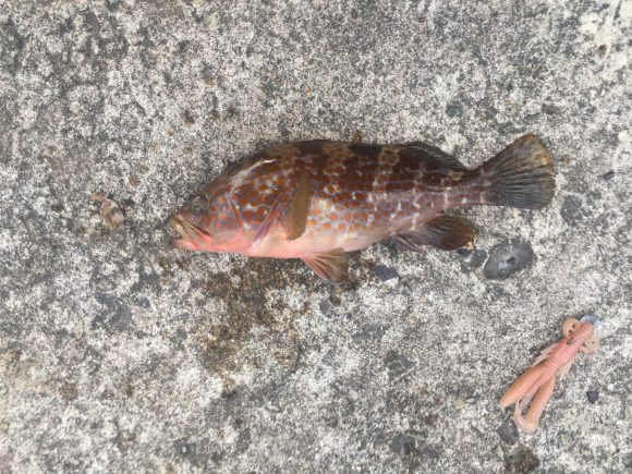 ぼくのなつやすみ2016佐渡 1日目 後半-本命キジハタ登場!!