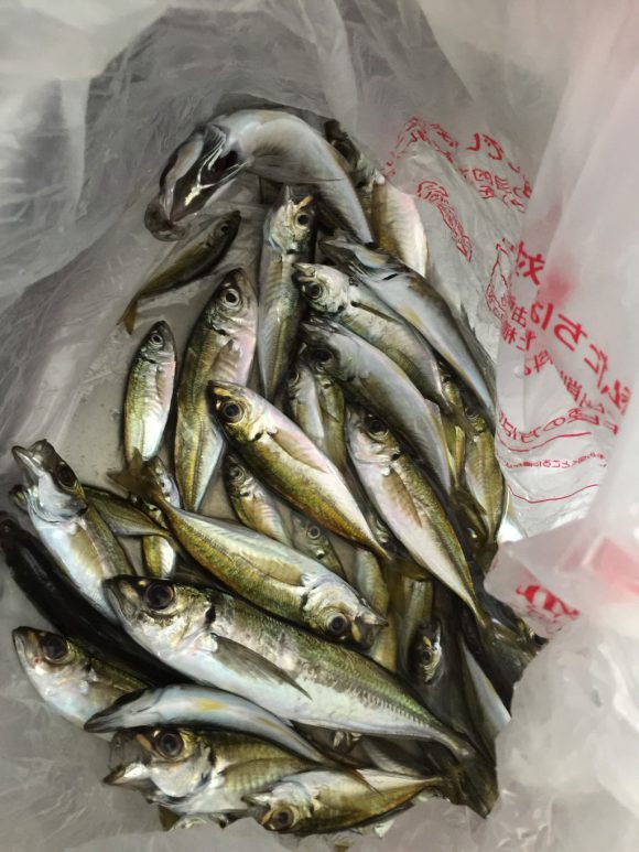 わらしべ釣りとは?サビキで高級魚を狙うヤツ!