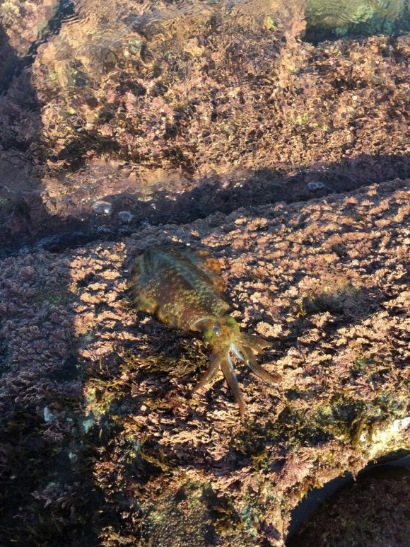 2016年秋は初心者でも大チャンス!エギングの基本とコツを勉強する