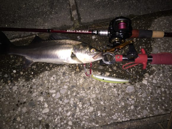 終末のアクティビティ。荒川下流エリア水元公園までチャリ釣行&隅田川シーバス