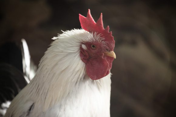 ふるさと納税で包丁ゲット！やり方とか使ったサイトとか