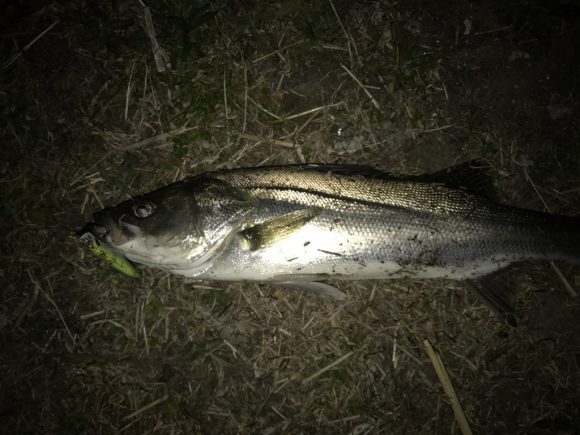 ２０１７年荒川中流バチ抜け開幕！するも、ウグイからのウグイ。シーバスは？