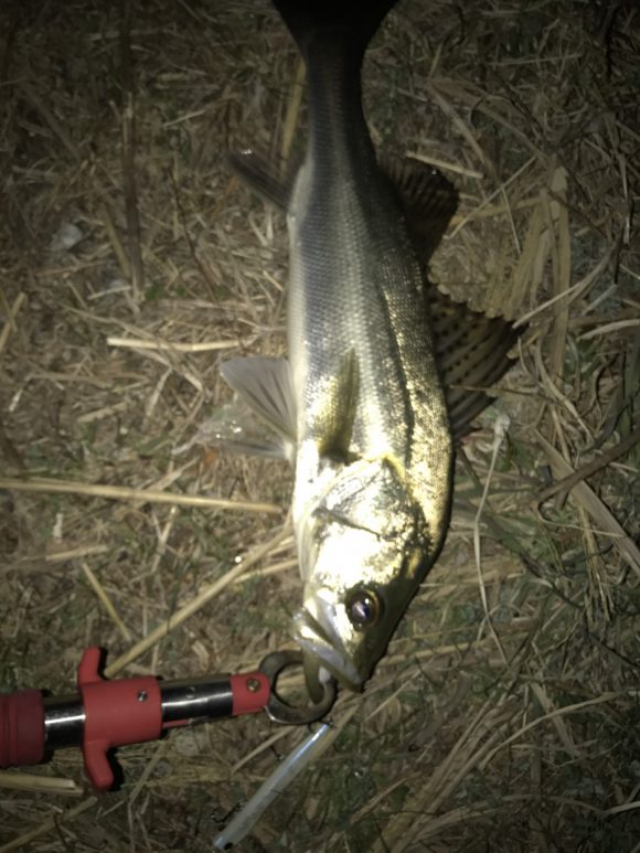 モアザンスライでシーバスキャッチ!ひき波がいい感じ