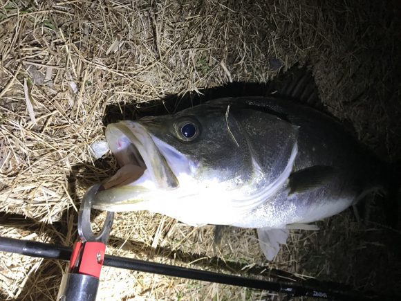 2017年初のスズキクラスのシーバスGET!バチ少ないけど毎回釣れてるな