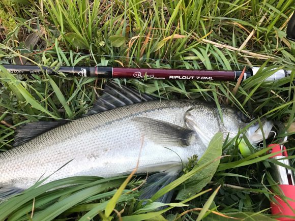 リプラウトとゴーテン担いで春の荒川デイゲーム