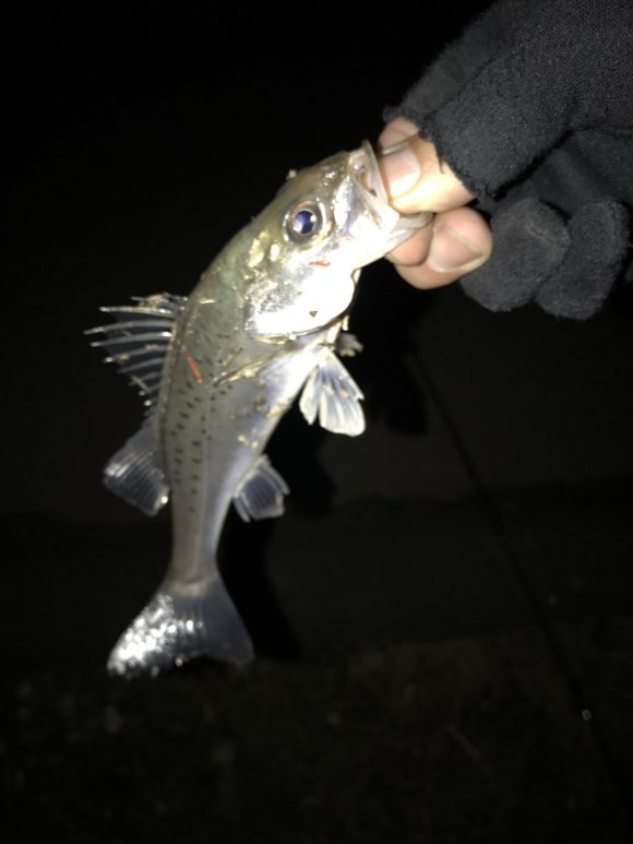 シーバス自己最◯記録更新!~沈みテトラの上をかすめるように~