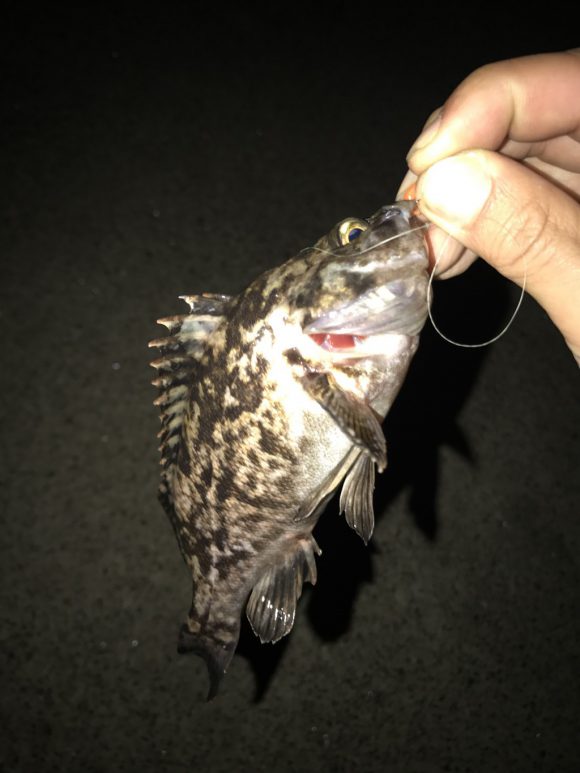 アジを探してメバルが8尾。茨城県は鹿島~大洗あたりをランアンドガン