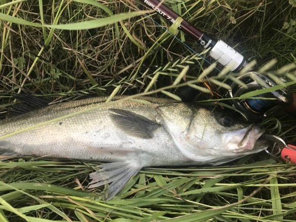 アジにふられイカに翻弄されムツに癒されシーバスが釣れる