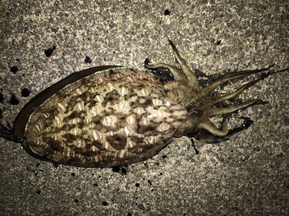 【朗報】3年間の沈黙を破り、ついにイカが釣れる