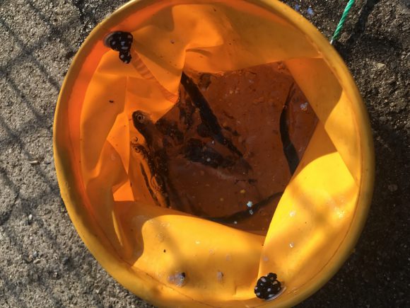 本牧海釣り施設でイワシ爆釣