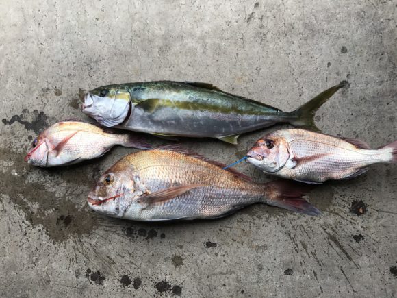 外房タイラバリベンジ成功!青物ライトジギングも狙ってみる